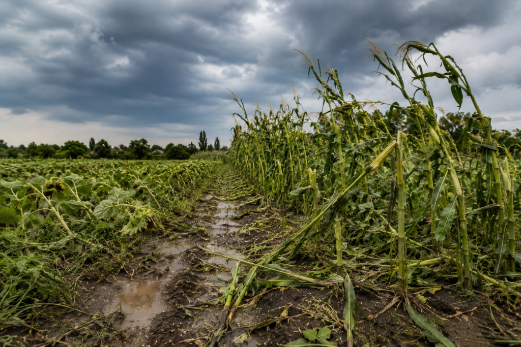 Vremea instabilă din ultimele săptămâni provoacă îngrijorare în rândul agricultorilor din comuna Gogoșu